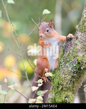 Scoiattolo rosso Foto Stock