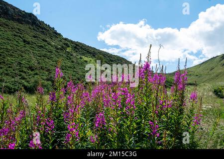 Fiori viola di alghe di fuoco fioriscono su prato verde Foto Stock