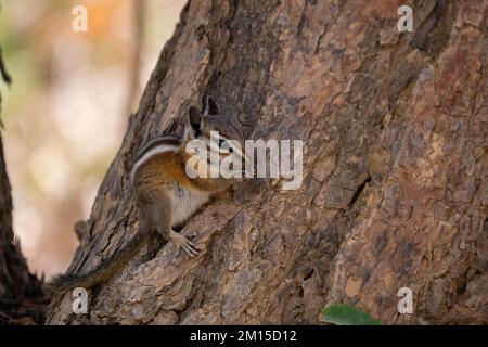 Carino Chipmunk mangiare su un bastone in Bryce Canyon, Stati Uniti Foto Stock