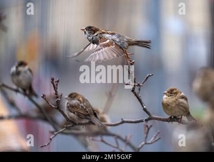 10 dicembre 2022, Berlino: Un passero prende il volo mentre il suo compagno passeri siede su un ramo senza foglie. Foto: Monika Skolimowska/dpa Foto Stock