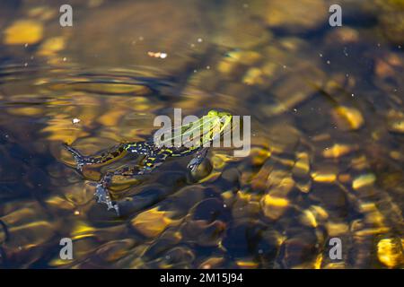 Una rana dello stagno nuota attraverso l'acqua di uno stagno. L'acqua e le pietre sul fondo brillano dorate nella luce della sera Foto Stock