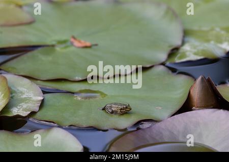 Una giovane rana verde stagno siede su un giglio, basking nel laghetto giardino circondato da una pozza d'acqua. Foto Stock