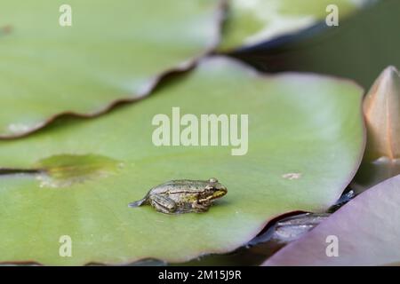 Una giovane rana verde stagno siede su un giglio, basking nel laghetto giardino circondato da una pozza d'acqua. Foto Stock