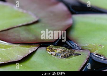 Una giovane rana verde stagno siede su un giglio, basking nel laghetto giardino circondato da una pozza d'acqua. Foto Stock