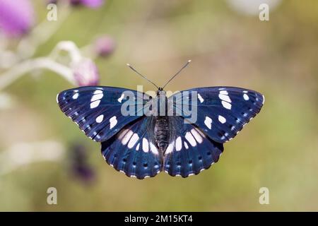 Una farfalla con una punta di alinga meravigliosamente colorata, Ammiraglio bianco, Limenitis redutta, Foto Stock