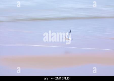 Lone gabbiano a testa nera (Chromicocephalus ridibundus) al litorale Atlantico all'alba Foto Stock