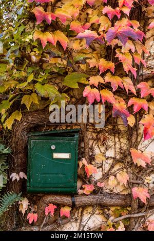 Parete di casa sovracresciuta con tronco di albero e lussureggiante fogliame autunnale che copre vecchio metallo verde cassetta delle lettere Foto Stock