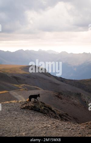 Pittoresca vista del cane nero che cammina sul sentiero di pietra in cresta di montagna contro il cielo sovrastato Foto Stock
