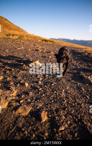 Pittoresca vista del cane nero che cammina sul sentiero di pietra in cresta di montagna contro il cielo blu Foto Stock