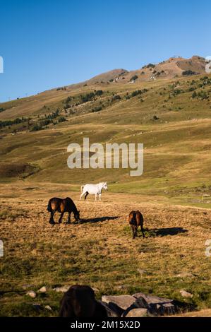 Cavalli di castagno che masticano erba verde mentre pascolano nelle giornate di sole sul prato Foto Stock