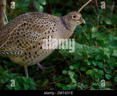 Hen Phasant Phasianus colchicus nel sottobosco di un Gloucestershire spinney UK Foto Stock