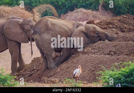 Giovani elefanti di toro Loxodonta africanus che giocano in un mucchio di bottini presso una buca d'acqua nel Parco Nazionale dello Tsavo in Kenya Foto Stock