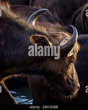 Buffalo visita di una buca d'acqua nel Parco Nazionale dello Tsavo all'alba - Kenya Africa Foto Stock
