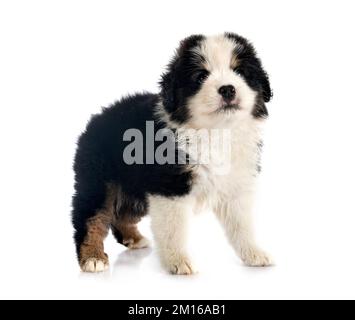 Miniatura American Shepherd davanti a sfondo bianco Foto Stock