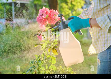 Donna con spruzzatore a mano spruzzatore rosa cespugli proteggere le piante Foto Stock