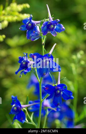 Un fuoco basso di fiori di larkspur siberiano blu con sfondo sfocato Foto Stock