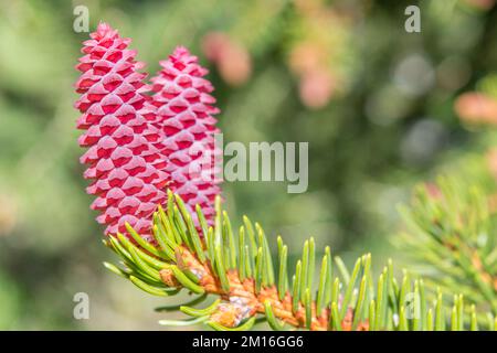 Aby alba, l'abete d'argento europeo o abete d'argento, è un abete nativo delle montagne d'Europa, fiore femminile. Foto Stock