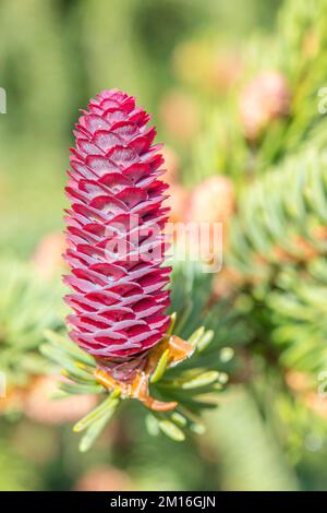 Aby alba, l'abete d'argento europeo o abete d'argento, è un abete nativo delle montagne d'Europa, fiore femminile. Foto Stock