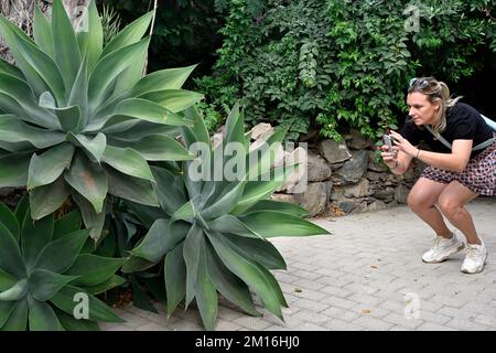 Donna che fotografa grandi piante succulente di Agave (Agave attenuata) in giardino con telefono cellulare, Gran Canaria Foto Stock