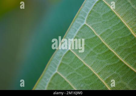 West Indian gelsomino pianta foglia indietro. Foto Stock