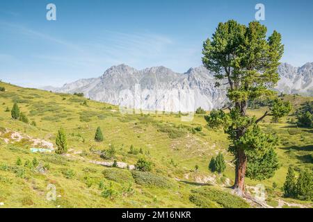 Pinus cembra, conosciuto anche come pino svizzero, pino di pietra o Arolla o pino di pietra austriaco o solo pino di pietra, nel cantone dei Grigioni. Foto Stock