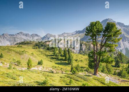 Pinus cembra, conosciuto anche come pino svizzero, pino di pietra o Arolla o pino di pietra austriaco o solo pino di pietra, nel cantone dei Grigioni. Foto Stock