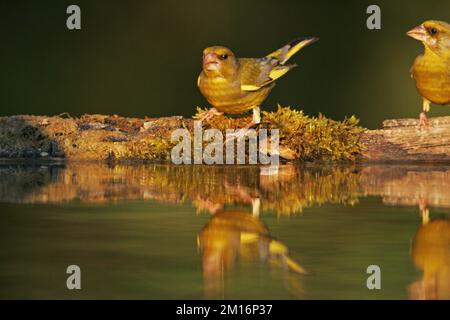 Verde europeo Carduelis chloris due maschi accanto piscina vicino Tiszaalpar Ungheria Foto Stock