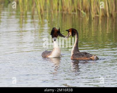 Svasso maggiore Podiceps cristatus coppia visualizzazione, prosciutto parete RSPB Riserva, Avalon paludi, Somerset e brughiere, England, Regno Unito, Aprile 2019 Foto Stock