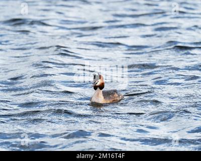 Grande pungente Podiceps cristatus adulto nuoto su un lago, Ham Wall RSPB Reserve, Somerset, Inghilterra, Regno Unito, marzo 2022 Foto Stock
