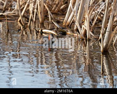 Tachybaptus ruficollis poco grebe mangiare un maschio tre-spinato stickleback Gasterosteus aculeatus Greylake RSPB Reserve, vicino Othery, Somerset, Englan Foto Stock