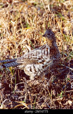 Gruffed Bonasa umbellus tra le erbe in autunno, Riding Mountain National Park, Canada Foto Stock