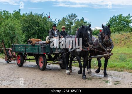 Due uomini su una carrozza trainata da cavalli con una falciatrice, e un campo erboso verde e alberi sullo sfondo, in un museo all'aperto nella Repubblica Ceca Foto Stock