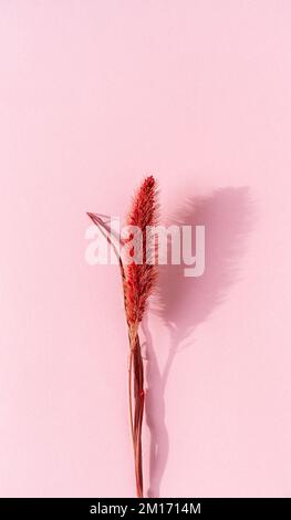 Spikelet rosso secco su sfondo di carta. Foto Stock