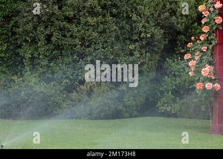 Irrigazione in giardino, abbondante acqua che innaffia il prato e un Foto Stock