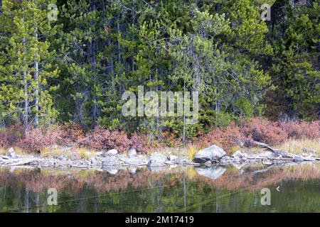 Vegetazione di terra di caduta che fiancheggia le rive del lago Bradley. Grand Teton National Park, Wyoming Foto Stock