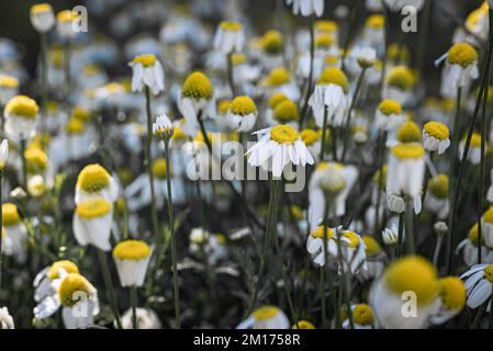 Un fuoco selettivo dei fiori di Chamomile bei in un campo Foto Stock