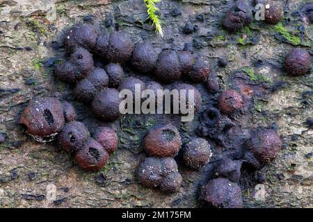 Faggio Woodwart Fungus - Hypoxylon fragiforme su tronco di faggio marcio Foto Stock