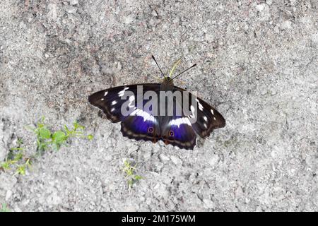 Bella farfalla Apatura iris con una tinta blu sulle ali. Foto Stock