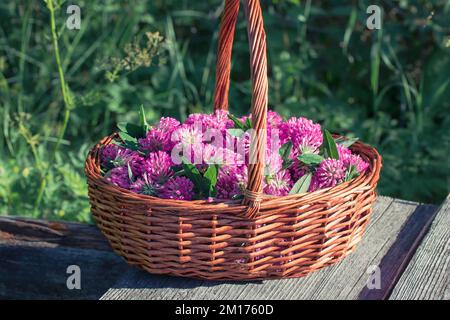 Cestino con fiori di trifoglio rosa raccolti per l'asciugatura. Foto Stock