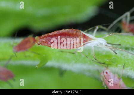 Macrosiphum rosae, l'afide delle rose è un'afide della famiglia Aphididae (Hemiptera). Un afide che subisce metamorfosi, spargendo la sua vecchia pelle, muffe. Foto Stock