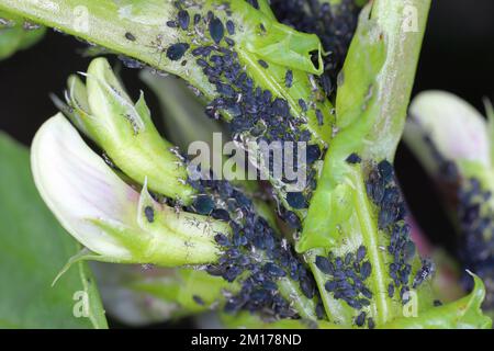 La colonia di afidi di fagiolo nero, Aphis fabae, su piante di fagiolo faba. Foto Stock