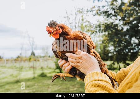 Donna contadina irriconoscibile che tiene razza di pollo rosso nella sua azienda agricola biologica Foto Stock