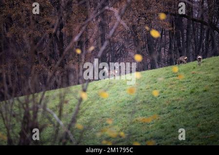 Cervo su campo in una foresta in Germania Foto Stock