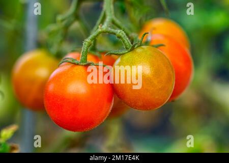 Pomodori maturi coltivati in casa sulla vite Foto Stock
