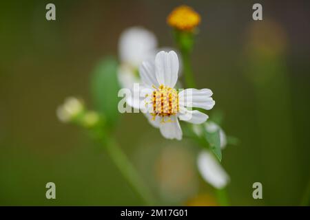 Vista ravvicinata della fioritura bianca dei fiori di margherita nella foresta Foto Stock