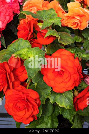 Ballarat Australia / l'annuale Ballarat Begonia Festival è un evento popolare nella città di Ballarat. Foto Stock