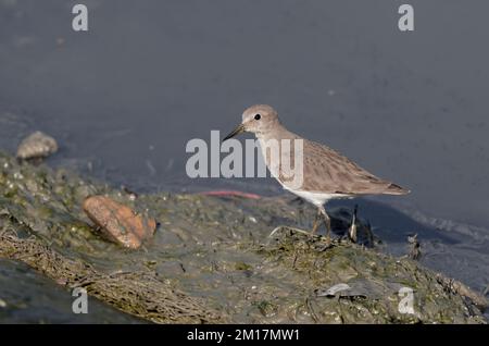 Lo stint di Temminck è un piccolo wader. questa foto è stata scattata dal bangladesh. Foto Stock