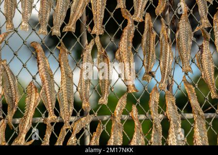 Primo piano di pesce essiccato al sole. Piccoli pesci secchi sono preparati dal sole che li asciuga per parecchi giorni. Foto Stock