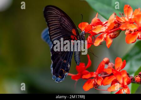 Primo piano di un Mormon scarlatto (Papilio rumanzovia) su Clerodendrum speciosissimum Foto Stock