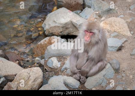 Scimmia giapponese Macaque seduta presso la sorgente calda, nel profondo del pensiero. Parco delle scimmie delle nevi, Nagano, Giappone. Foto Stock